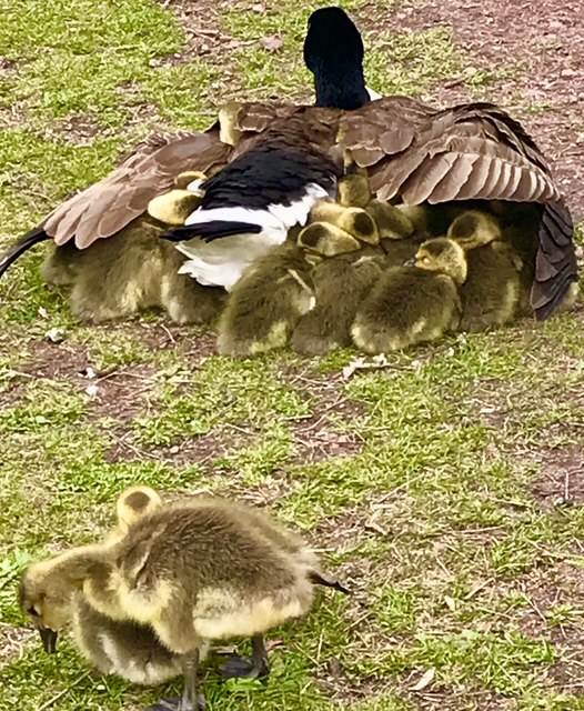 A stroll through Lincoln Park